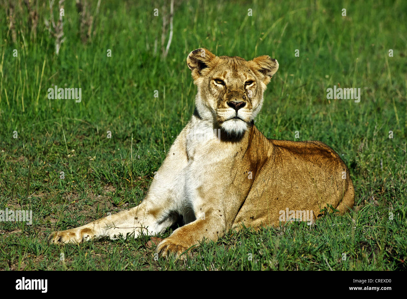 Portrait of a female lion resting in the grass. Kenya, Africa Stock ...