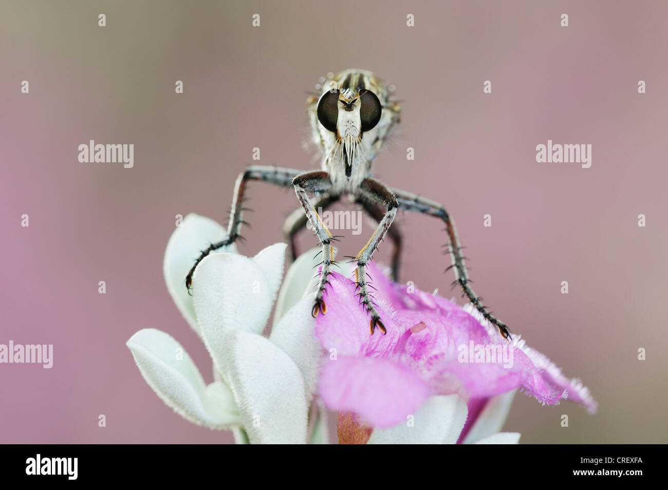 Robber Fly (Asilidae), adult perched on Texas Sage (Leucophyllum frutescens), Dinero, Lake Corpus Christi, South Texas, USA Stock Photo