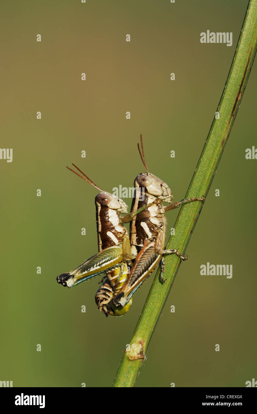 Short-horned Grasshopper (Acrididae), pair mating, Dinero, Lake Corpus Christi, South Texas, USA Stock Photo