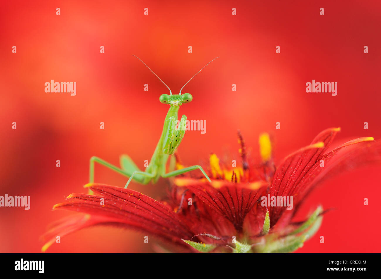 Praying Mantis (Mantis sp.), young perched on Indian Blanket/Fire Wheel (Gaillardia pulchella), Texas, Lake Corpus Christi Stock Photo