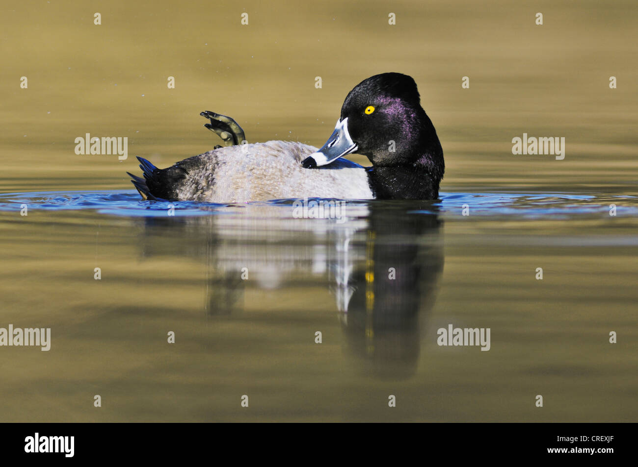 Ring-necked Duck (Aythya collaris), male preening, Dinero, Lake Corpus Christi, South Texas, USA Stock Photo