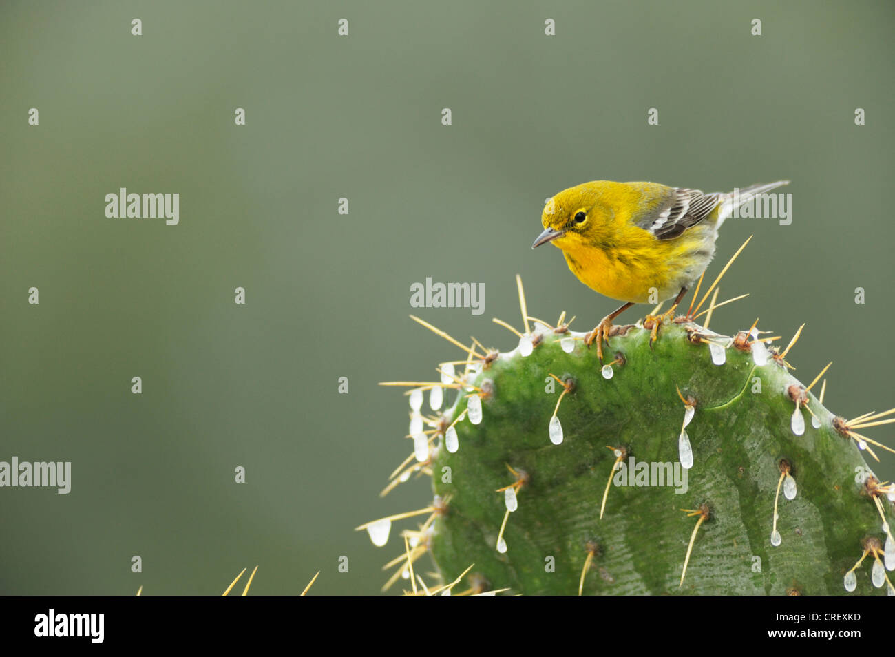 Pine Warbler (Dendroica pinus), male perched on ice covered Texas Prickly Pear Cactus (Opuntia lindheimeri), Dinero, Texas Stock Photo