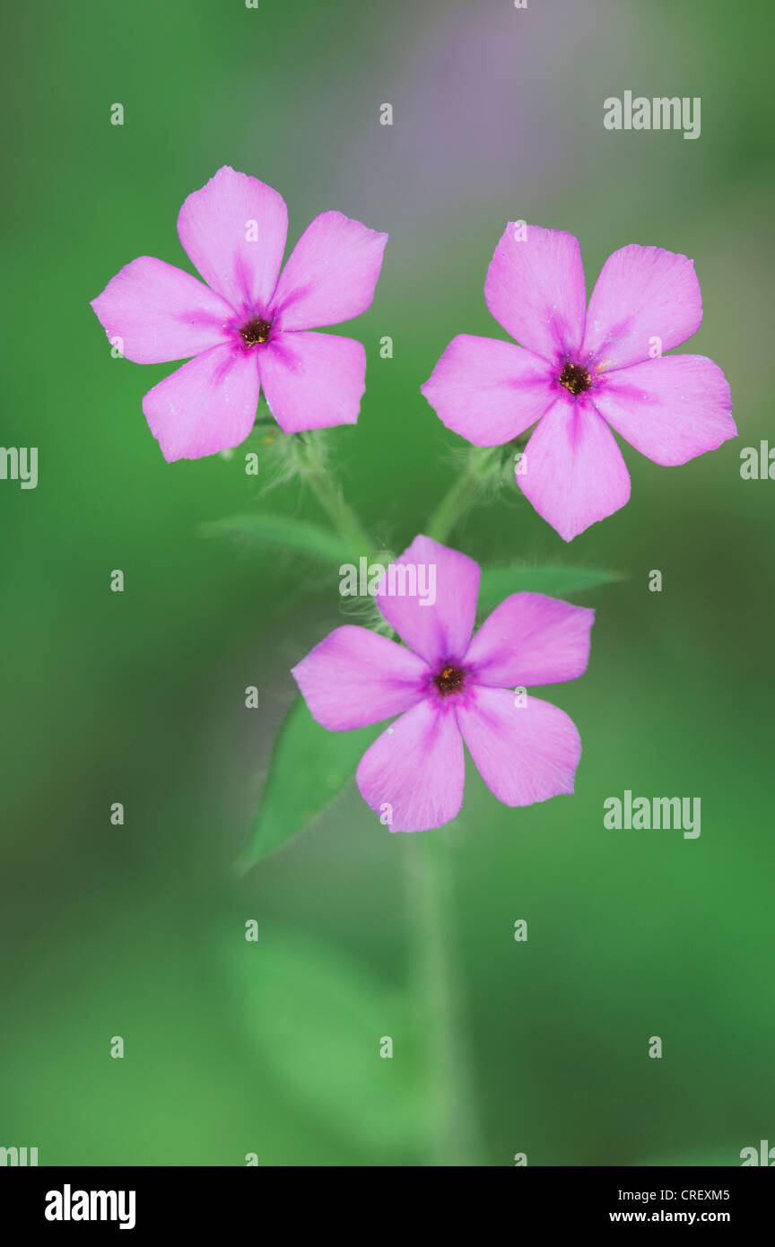 Phlox cuspidata hi-res stock photography and images - Alamy
