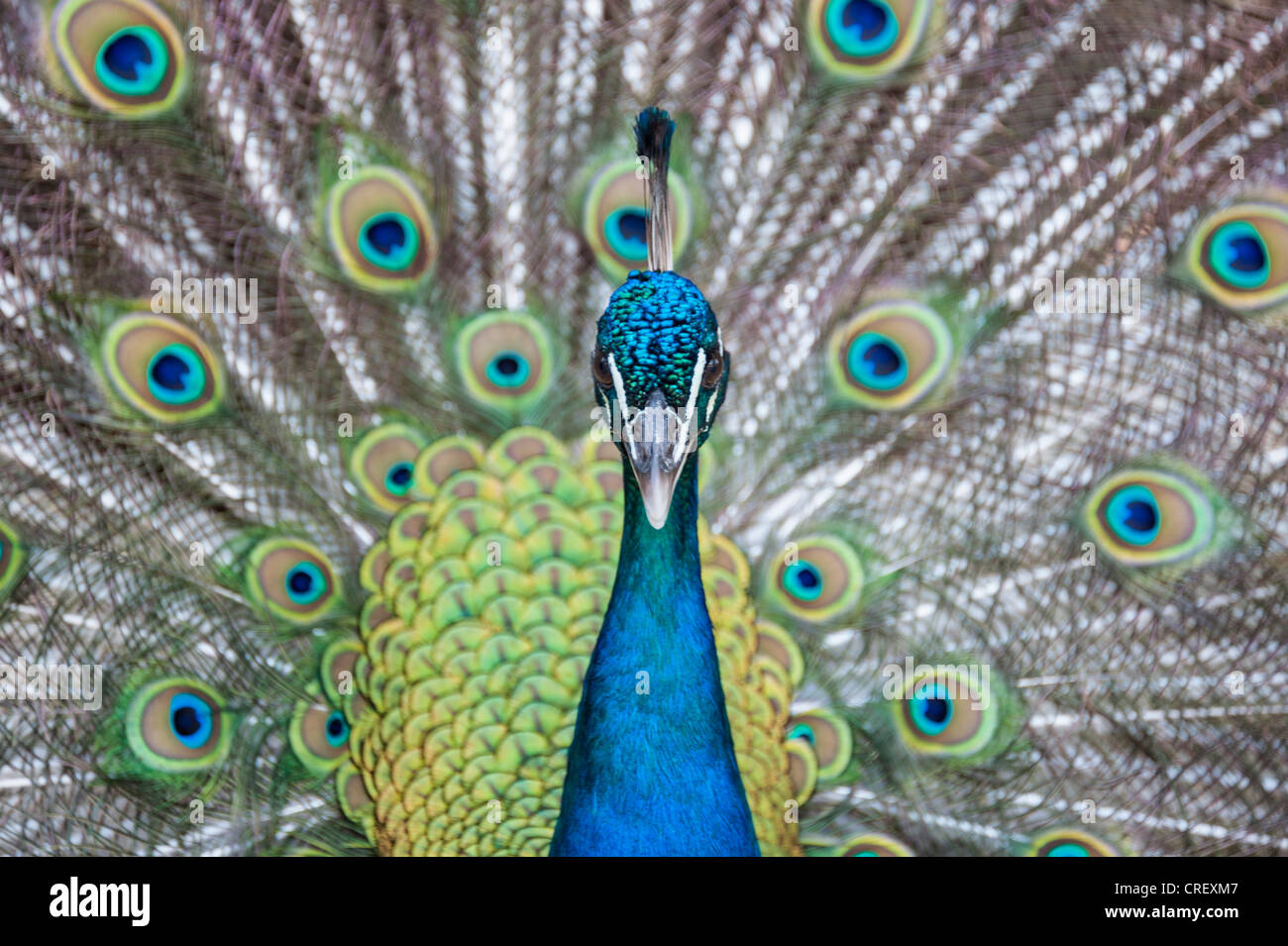 Peacock looking squarely into camera displaying Stock Photo - Alamy