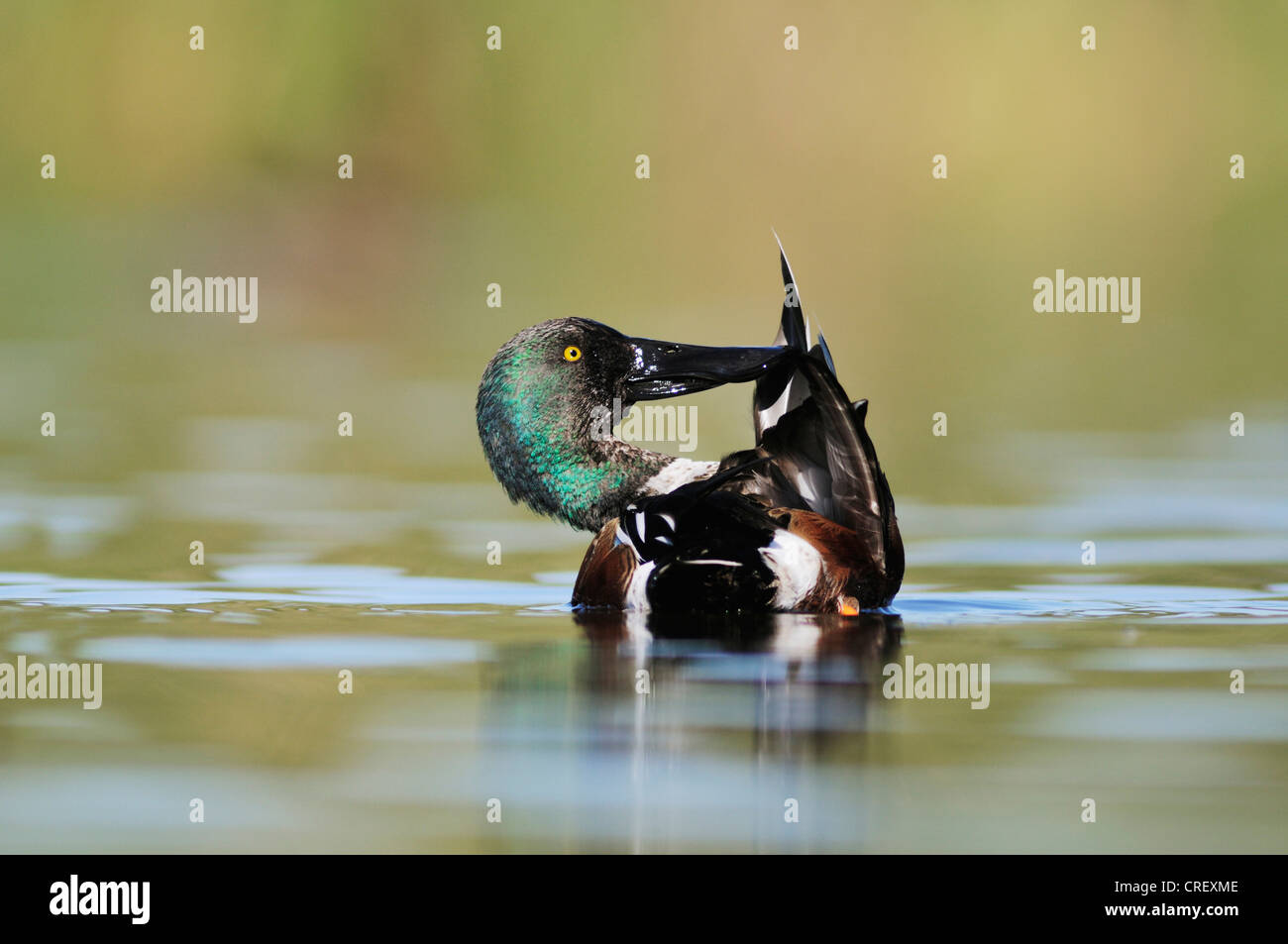 Northern Shoveler (Anas clypeata), male preening, Dinero, Lake Corpus Christi, South Texas, USA Stock Photo