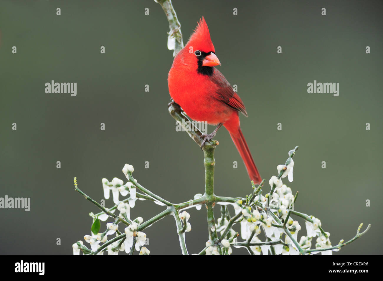 Northern Cardinal (Cardinalis cardinalis), male with eye ring perched on ice covered Christmas mistletoe, Texas Stock Photo