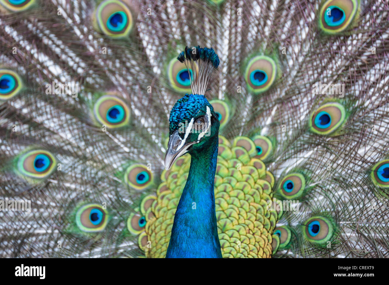 Peacock looking into camera displaying Stock Photo - Alamy