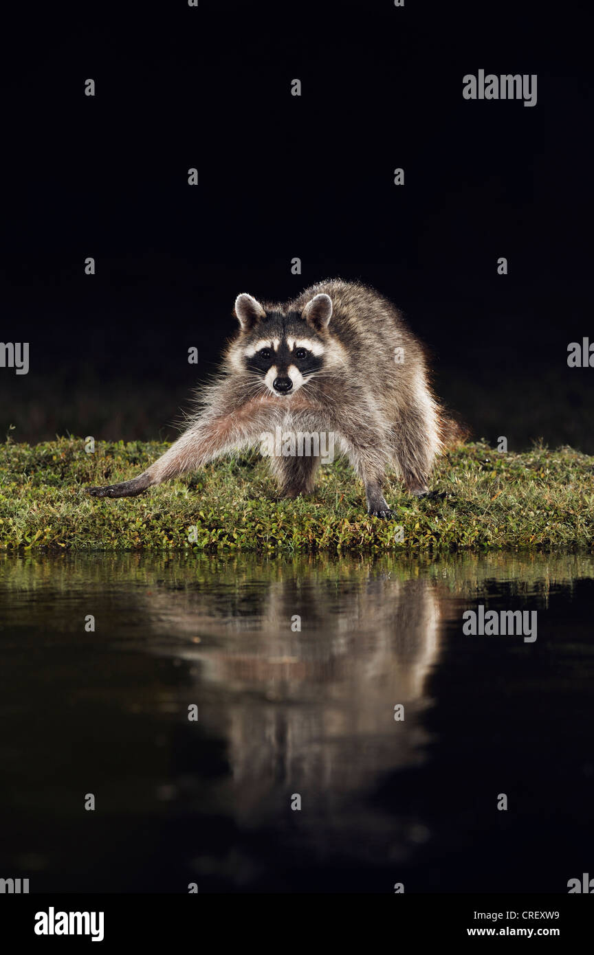 Northern Raccoon (Procyon lotor), adult at night at pond, Dinero, Lake Corpus Christi, South Texas, USA Stock Photo