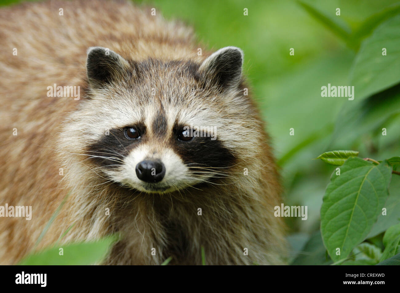 common raccoon (Procyon lotor), portrait Stock Photo - Alamy