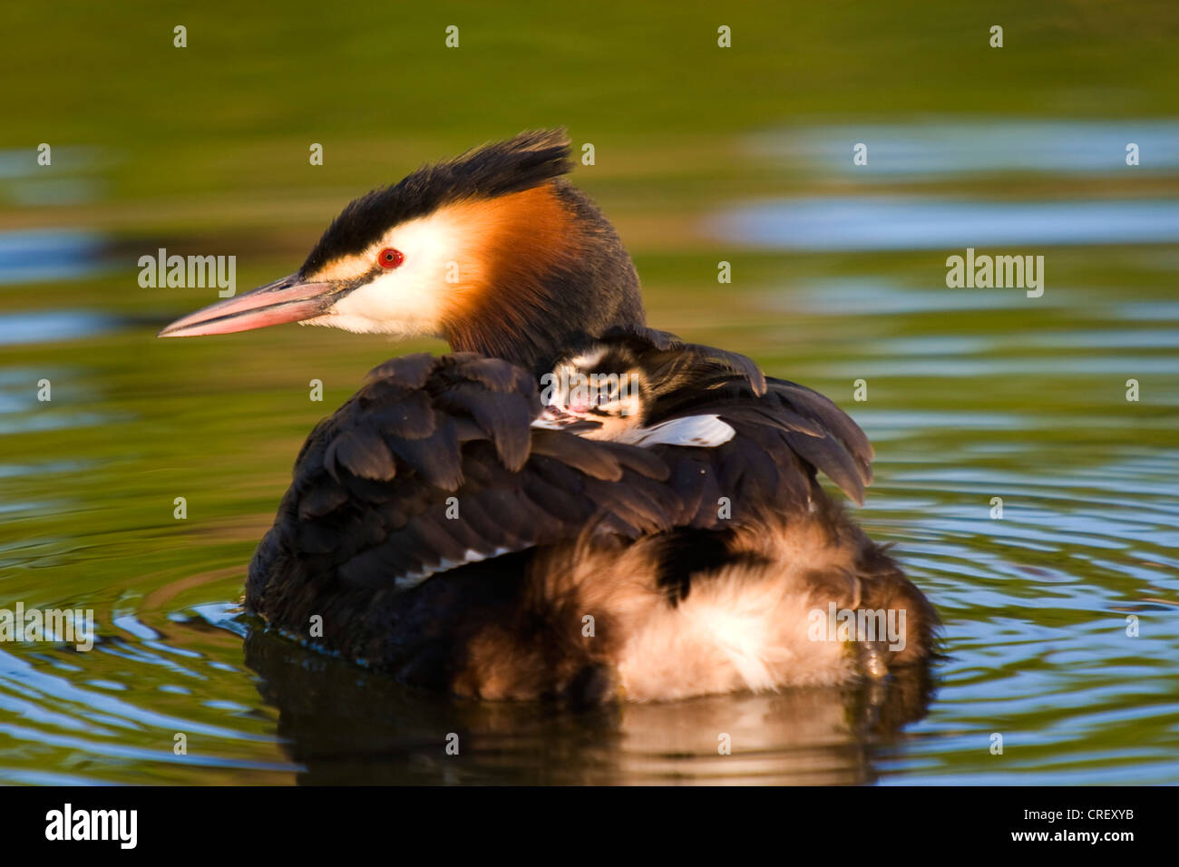great crested grebe (Podiceps cristatus), with chick on its' back, Switzerland, Lake Constance Stock Photo