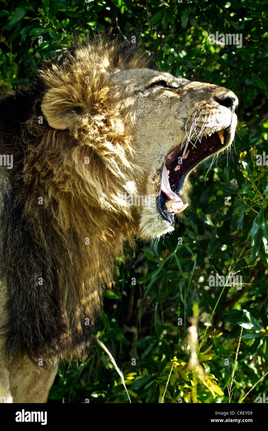 Roaring lion portrait hi-res stock photography and images - Alamy