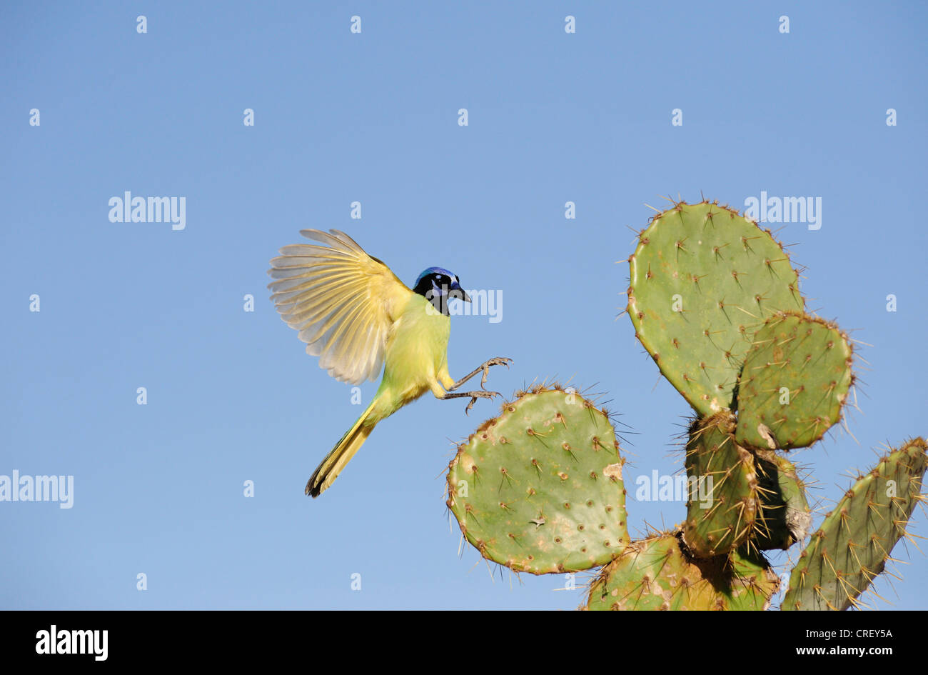 Green Jay (Cyanocorax yncas), adult landing on Texas Prickly Pear Cactus (Opuntia lindheimeri)Dinero, Lake Corpus Christi Texas Stock Photo