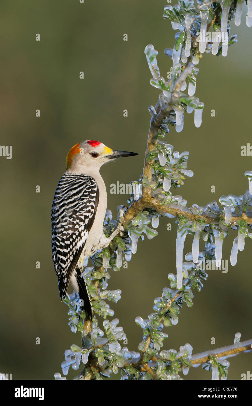 Golden-fronted Woodpecker (Melanerpes aurifrons), male on icy branch, Dinero, Lake Corpus Christi, South Texas, USA Stock Photo