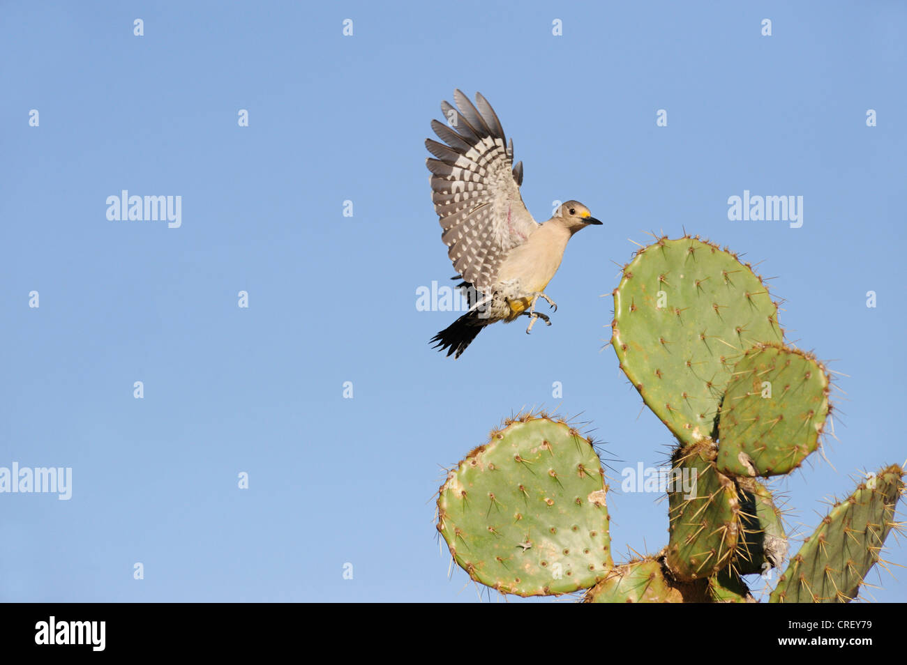 Golden-fronted Woodpecker (Melanerpes aurifrons), female landing on Texas Prickly Pear Cactus (Opuntia lindheimeri), Texas Stock Photo