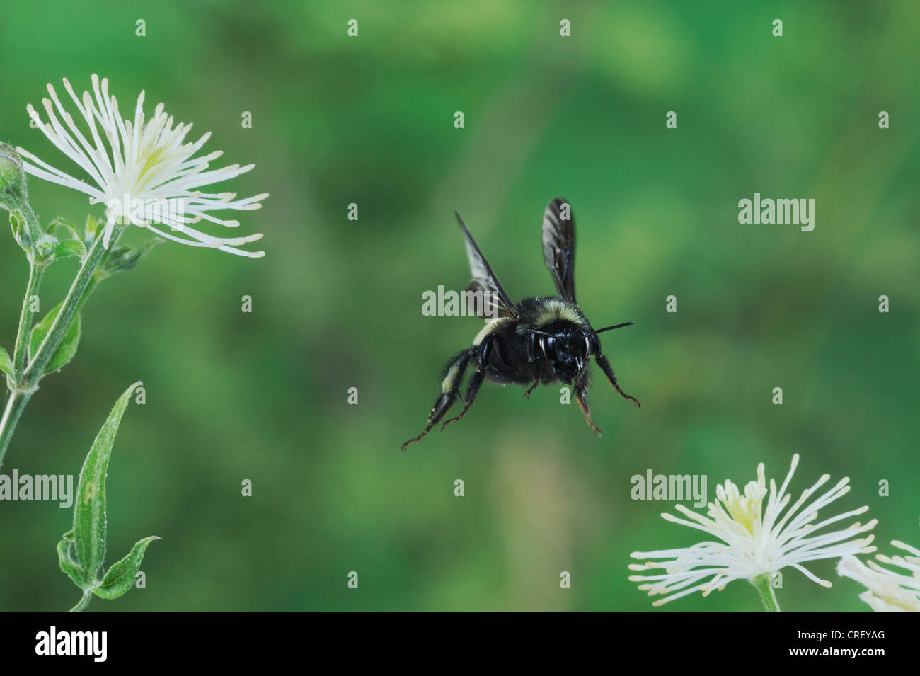 Bumblebee (Bombus sp.), adult in flight among Old man's beard (Clematis drummondii), Dinero, Lake Corpus Christi, South Texas Stock Photo