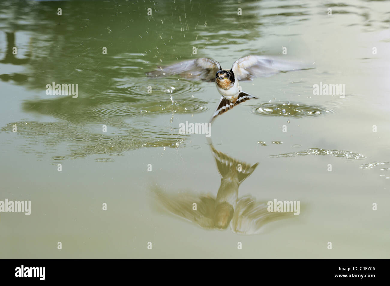 Barn Swallow (Hirundo rustica), adult bathing in pond, Dinero, Lake Corpus Christi, South Texas, USA Stock Photo