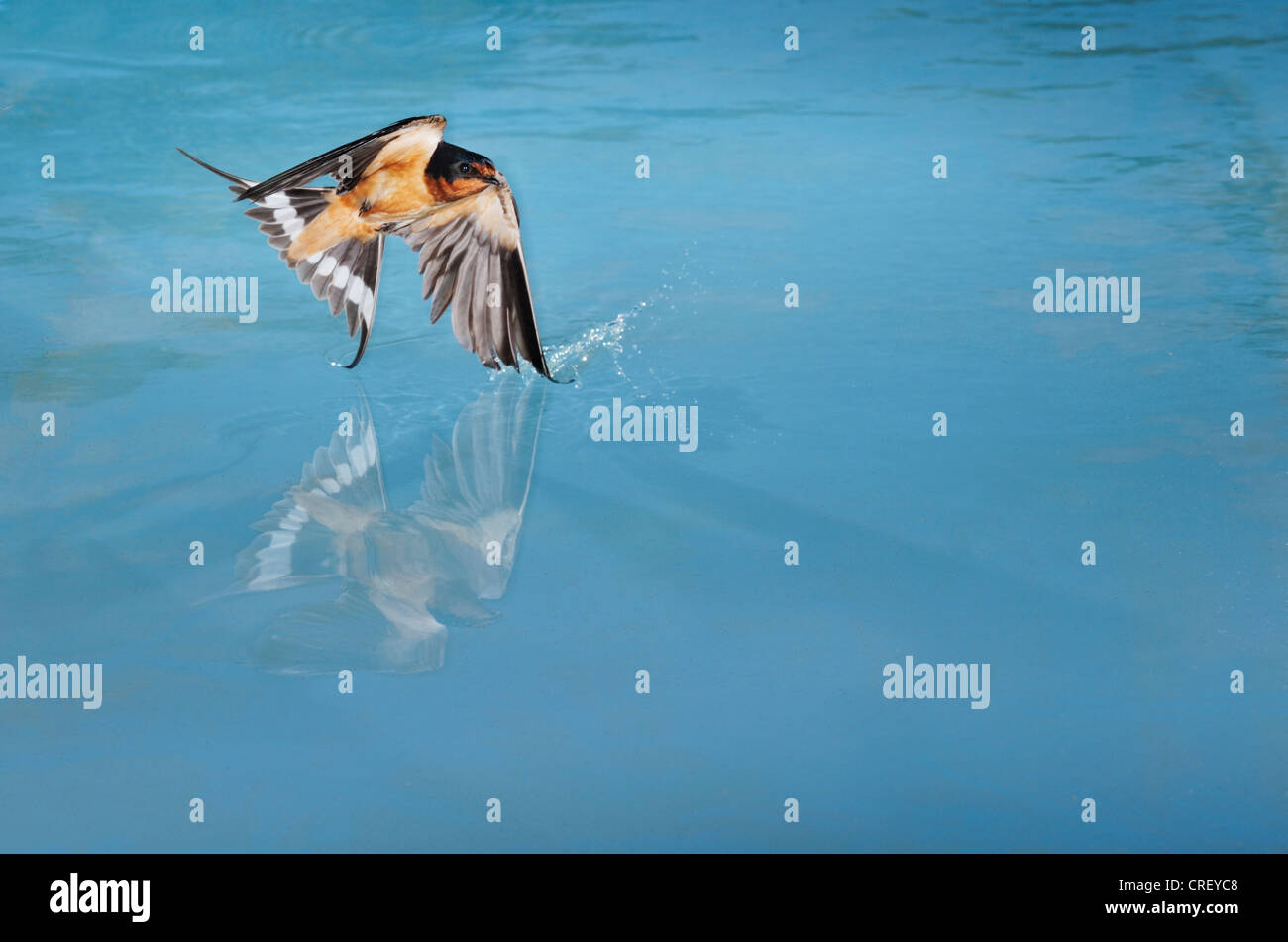 Barn Swallow (Hirundo rustica), adult male bathing in pond, Dinero, Lake Corpus Christi, South Texas, USA Stock Photo