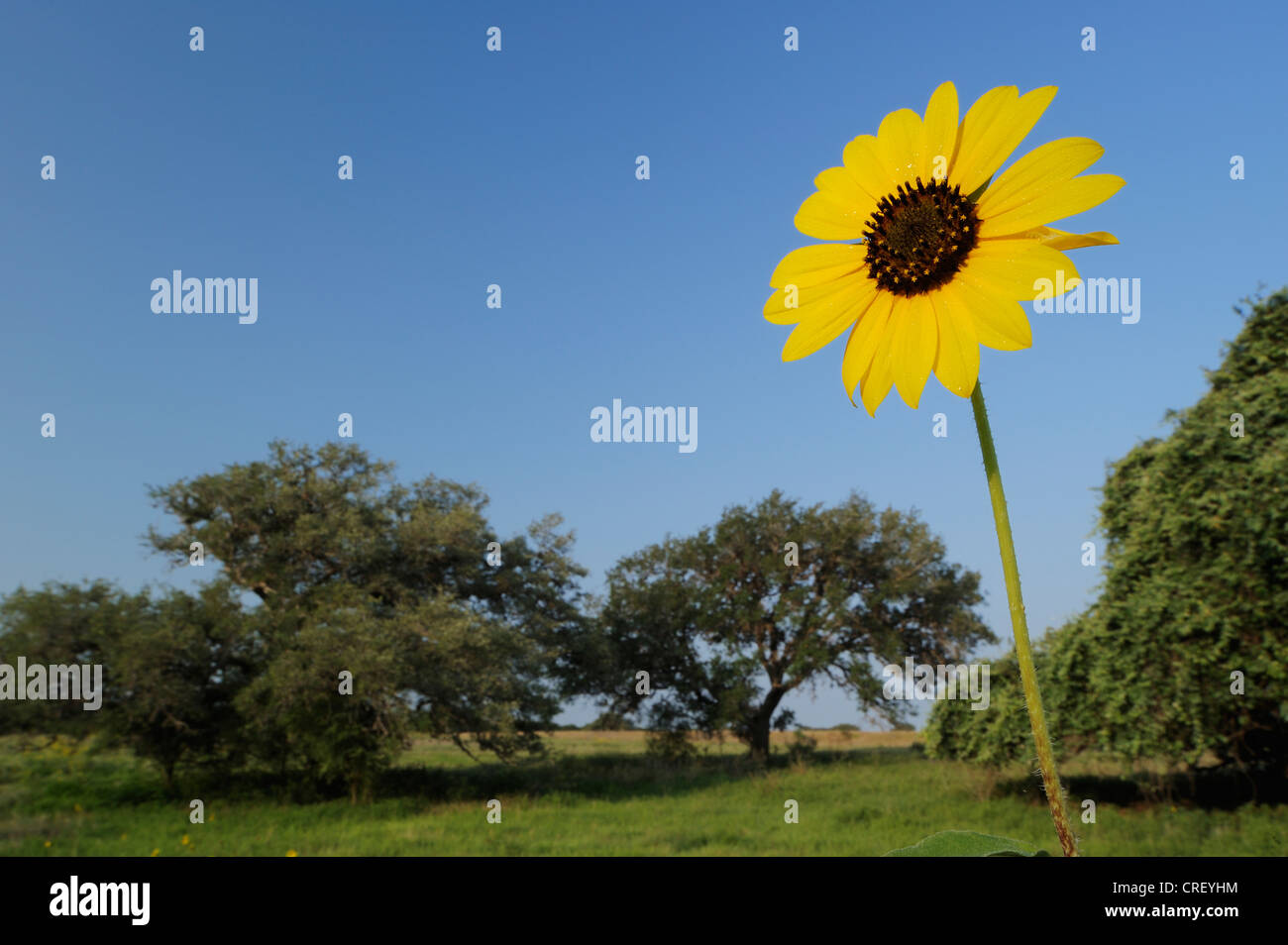 Common Sunflower (Helianthus annuus), blooming in field, Dinero, Lake Corpus Christi, South Texas, USA Stock Photo