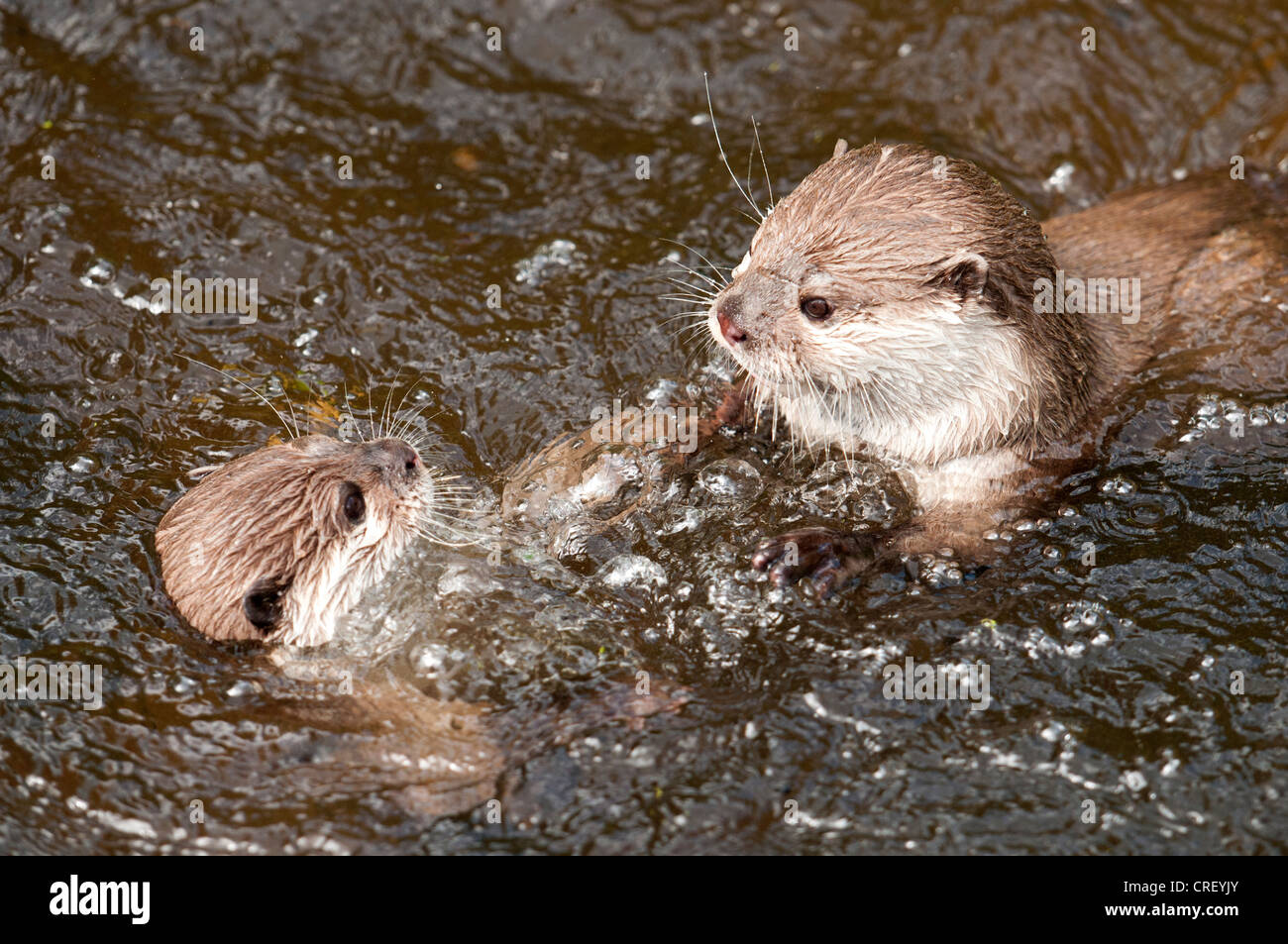 Otters play-fighting in water Stock Photo