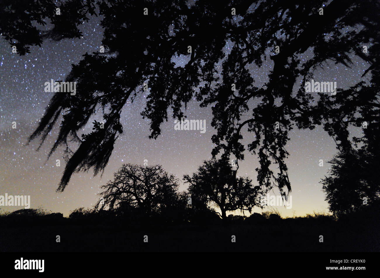 Spanish moss (Tillandsia usneoides), growing on Live Oak tree (Quercus