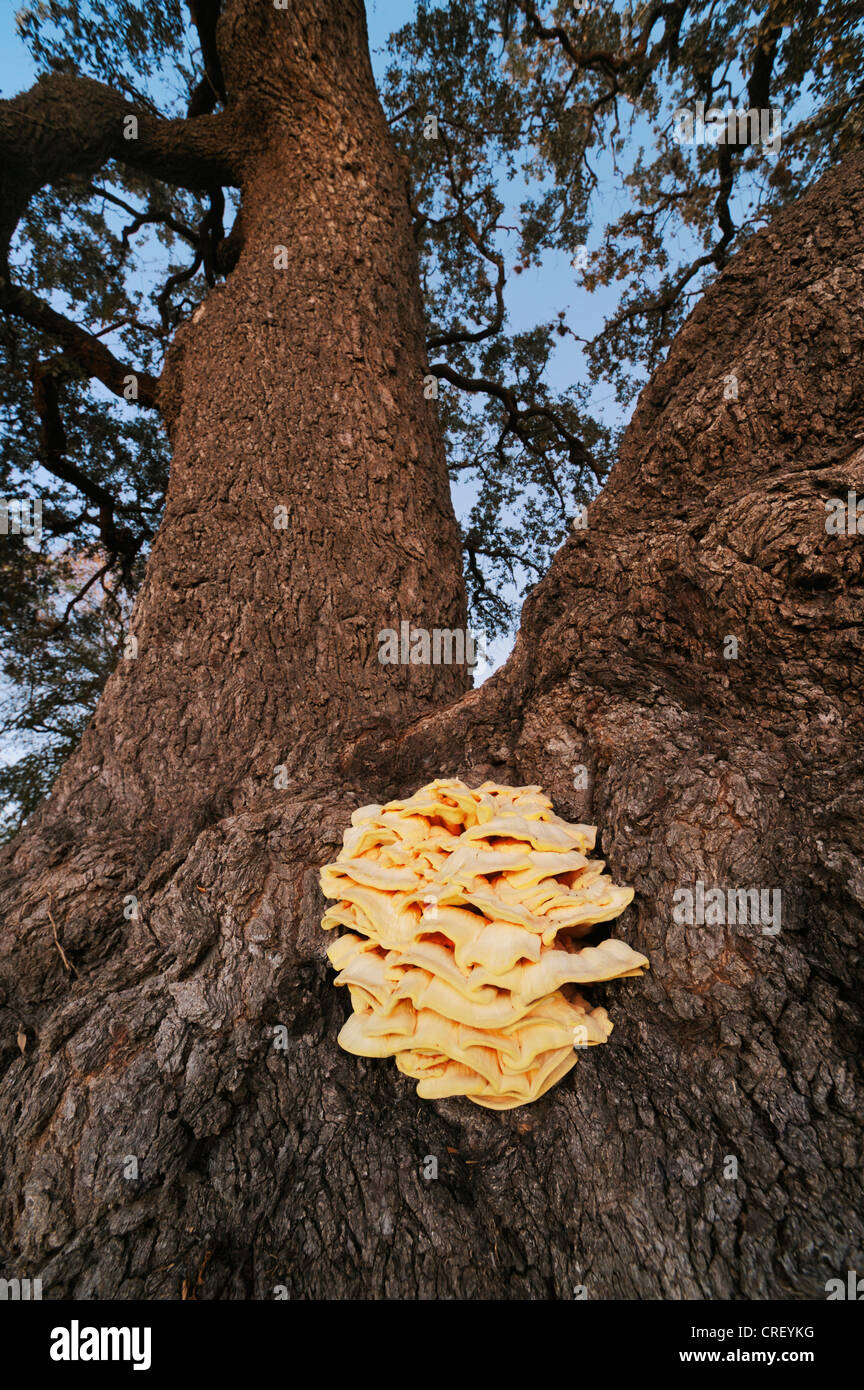 Sulphur shelf mushroom (Laetiporus sp.), growing on Live Oak tree (Quercus virginiana), Dinero, Lake Corpus Christi, South Texas Stock Photo