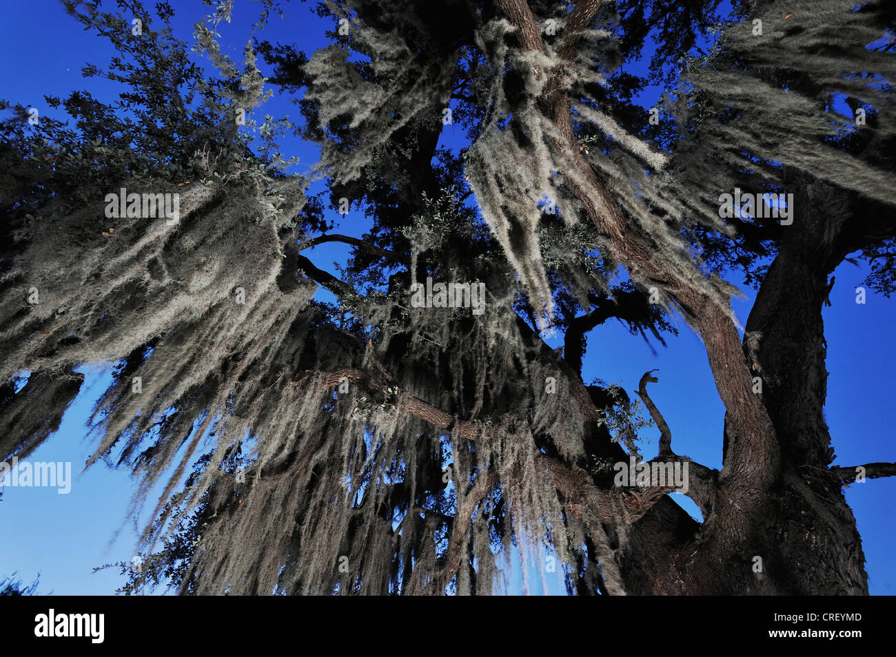 Spanish moss (Tillandsia usneoides), growing on Live Oak tree (Quercus