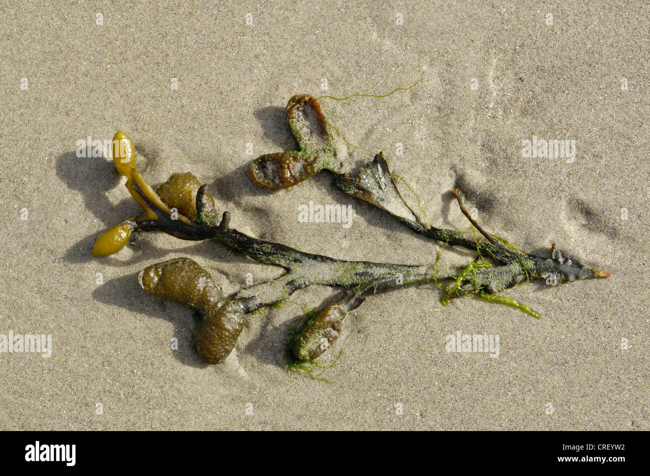 bladderwrack (Fucus vesiculosus), on the beach, Netherlands, Ameland Stock Photo