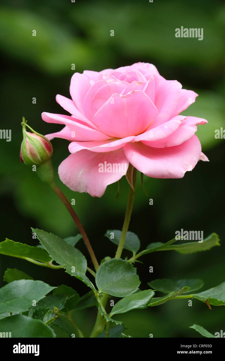 rose with a pink flower Stock Photo