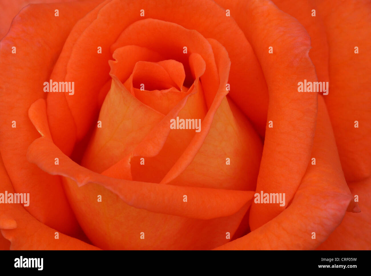 Red rose angiosperm angiosperms hires stock photography and images Alamy
