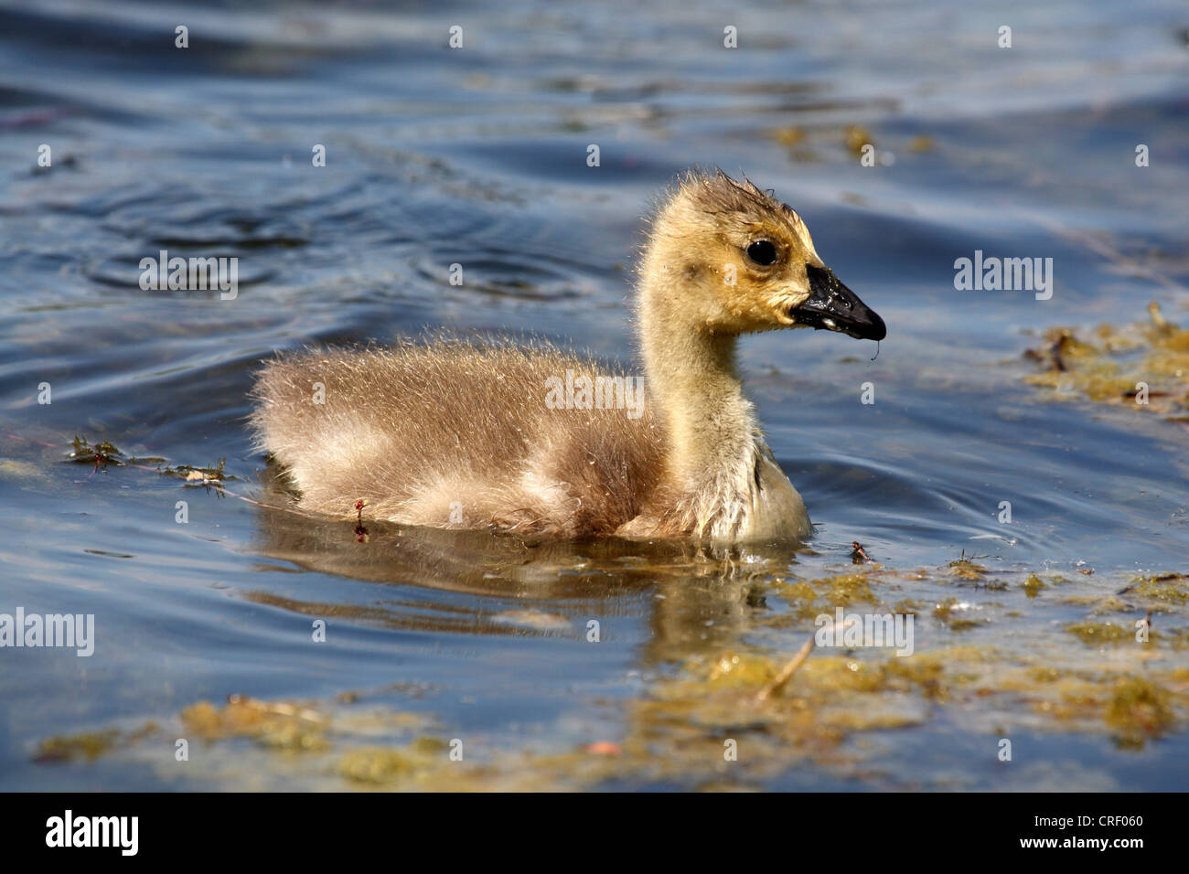 Canada goose (Branta canadensis), chick, Germany Stock Photo