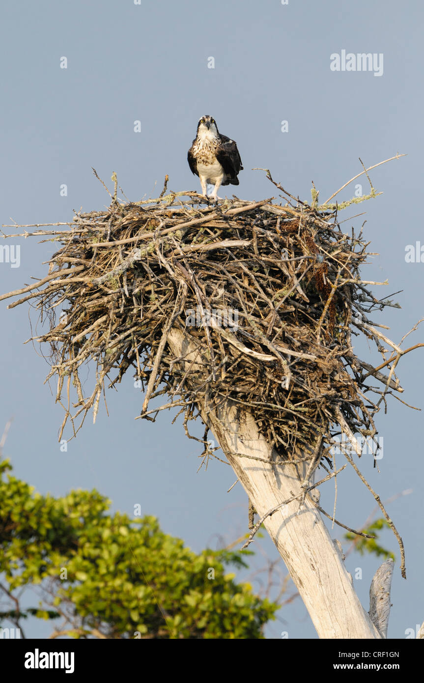 A juvenile Osprey watches over his parents' nesting territory, Lovers Key State Park, Fort Myers Beach, Florida Stock Photo