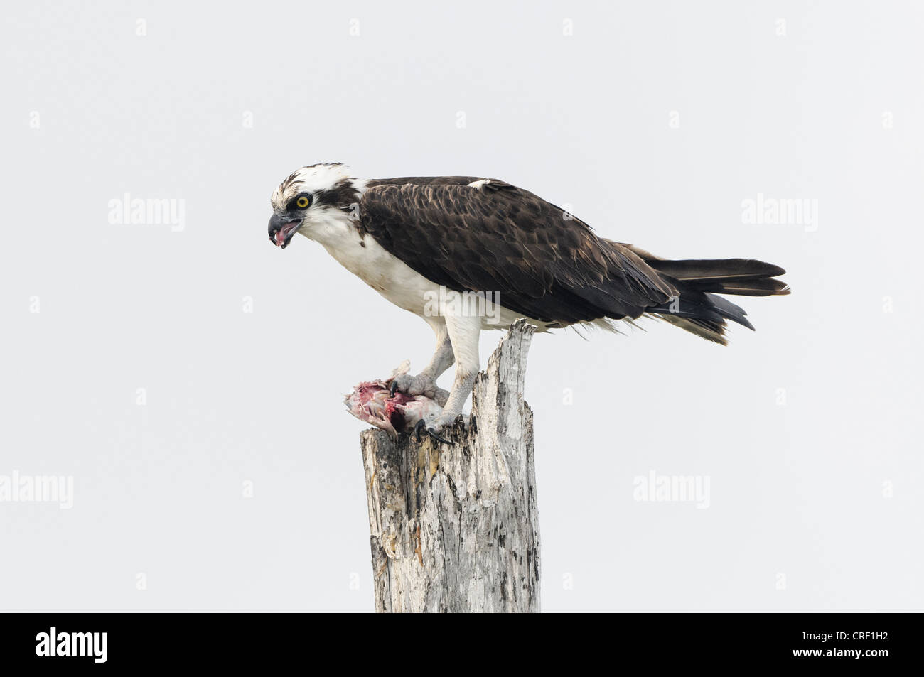 Osprey feeding on fish catch, Lovers Key State Park, Fort Myers Beach