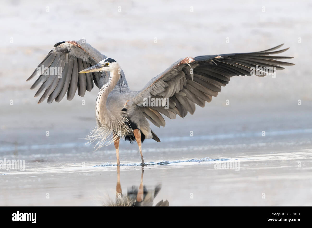 Great Blue Heron wing stretch, Little Estero Lagoon, Fort Myers Beach, Florida Stock Photo
