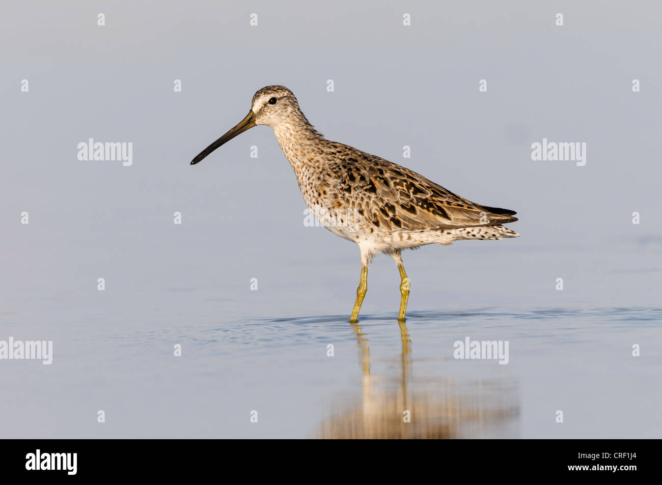 Short-billed Dowitcher foraging, Little Estero Lagoon, Fort Myers Beach, Florida Stock Photo