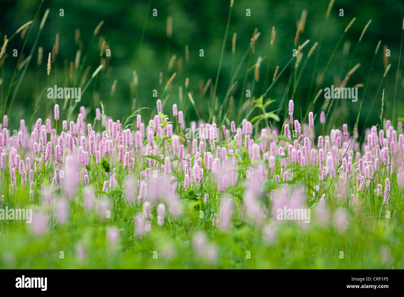Common bistort, Meadow bistort (Polygonum bistorta, Bistorta officinalis, Bistorta major, Persicaria bistorta), many flowering plans on meadow, Germany, Baden-Wuerttemberg Stock Photo