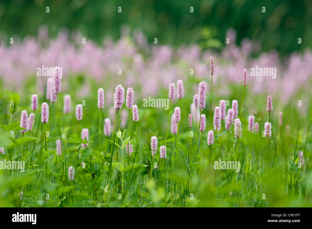 Common bistort, Meadow bistort (Polygonum bistorta, Bistorta officinalis, Bistorta major, Persicaria bistorta), many flowering plans on meadow, Germany, Baden-Wuerttemberg Stock Photo