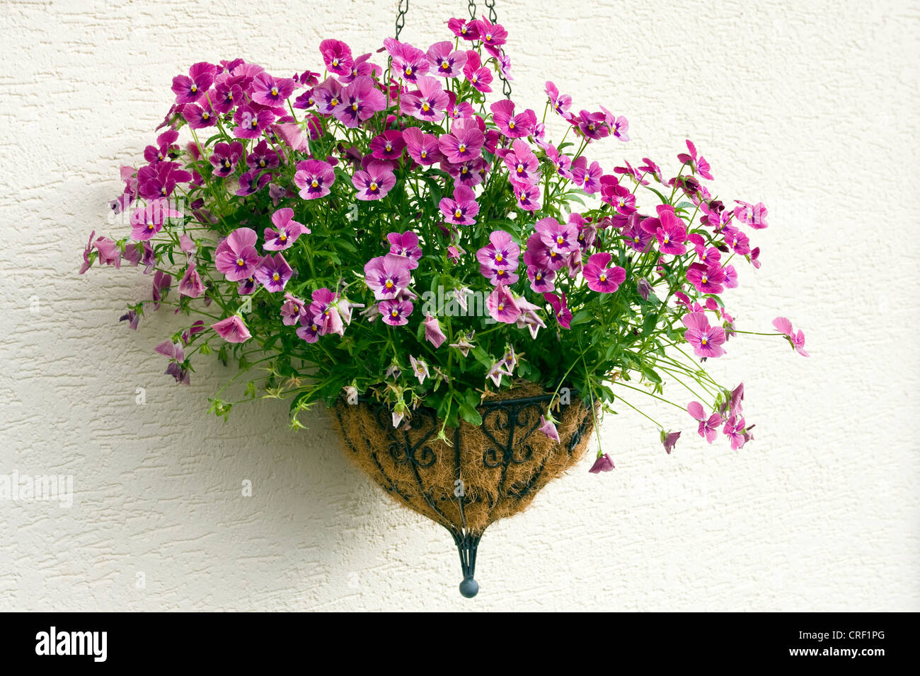horned pansy, horned violet (Viola cornuta), in hanging basket, Germany