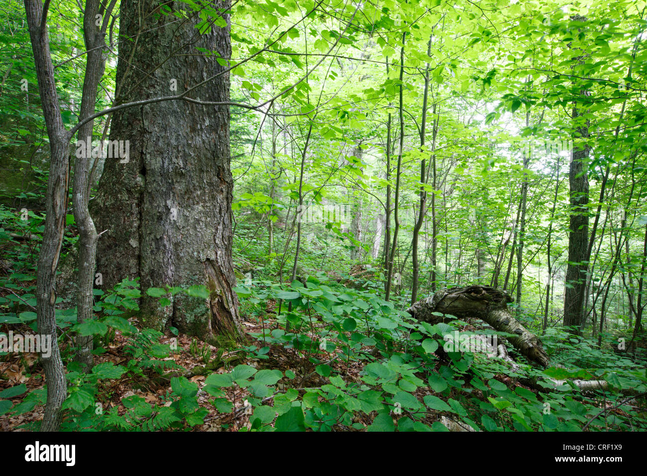 Old yellow birch in hardwood forest on the side of Mount Blue in Kinsman Notch of the White Mountains, New Hampshire USA Stock Photo