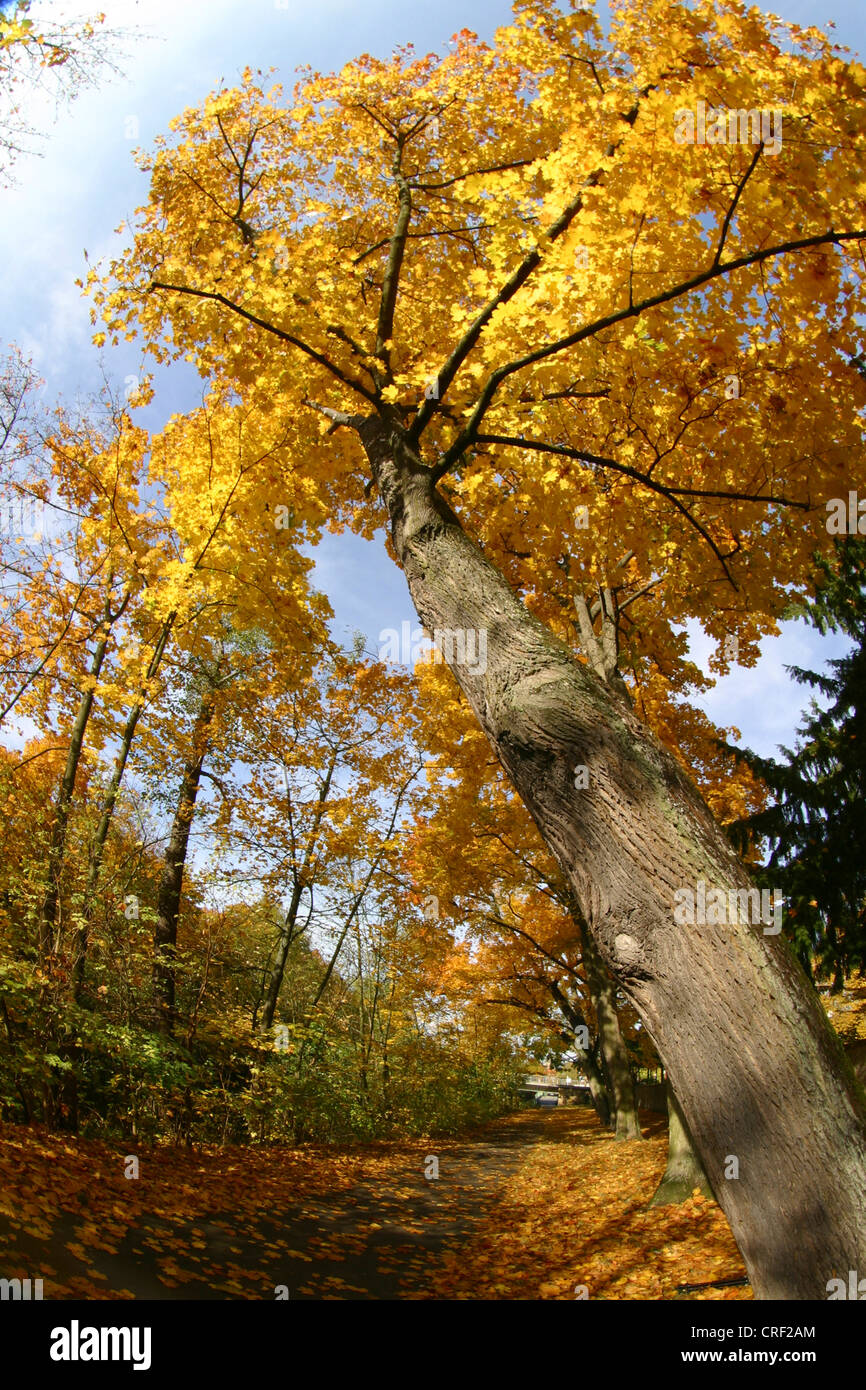 golden autumn colouration of the leaves Stock Photo - Alamy