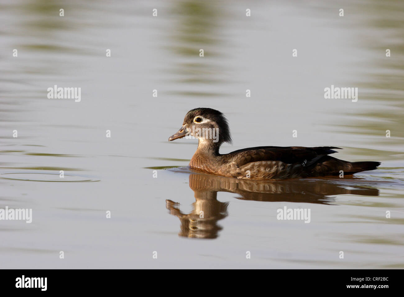 Female american wood duck hires stock photography and images Alamy