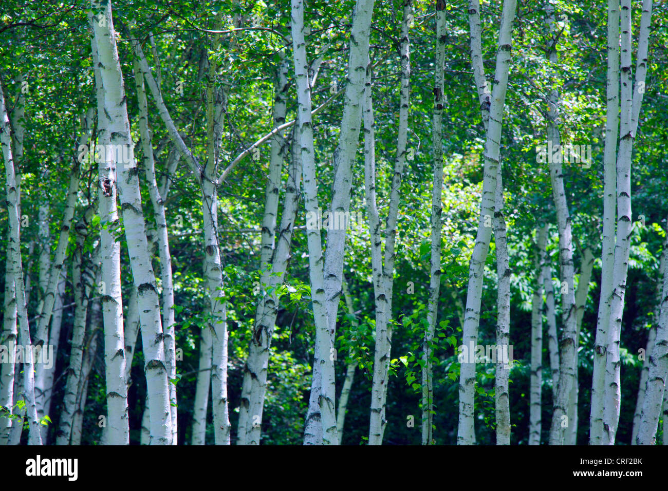 Highland birch forest hi-res stock photography and images - Alamy