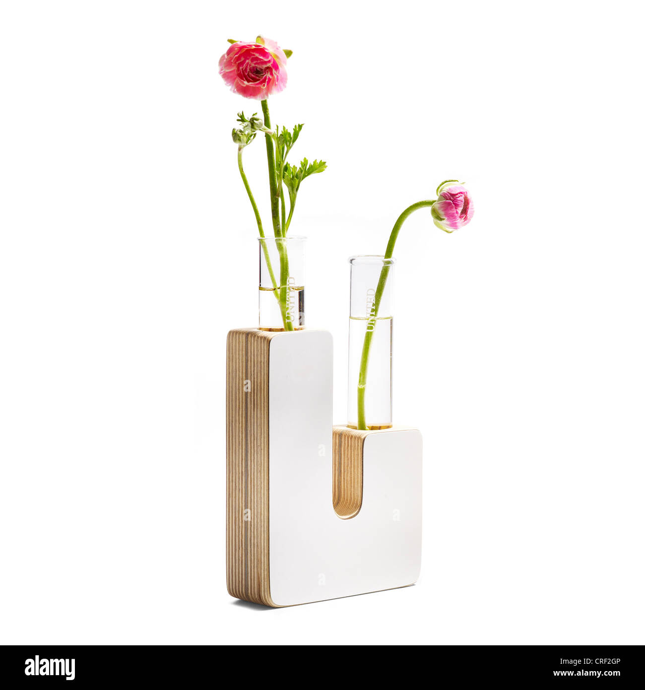 U-Shaped vase with ranunculus flowers Stock Photo