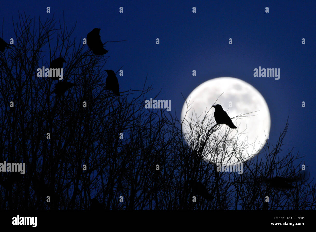 rook (Corvus frugilegus), in front of full moon Stock Photo