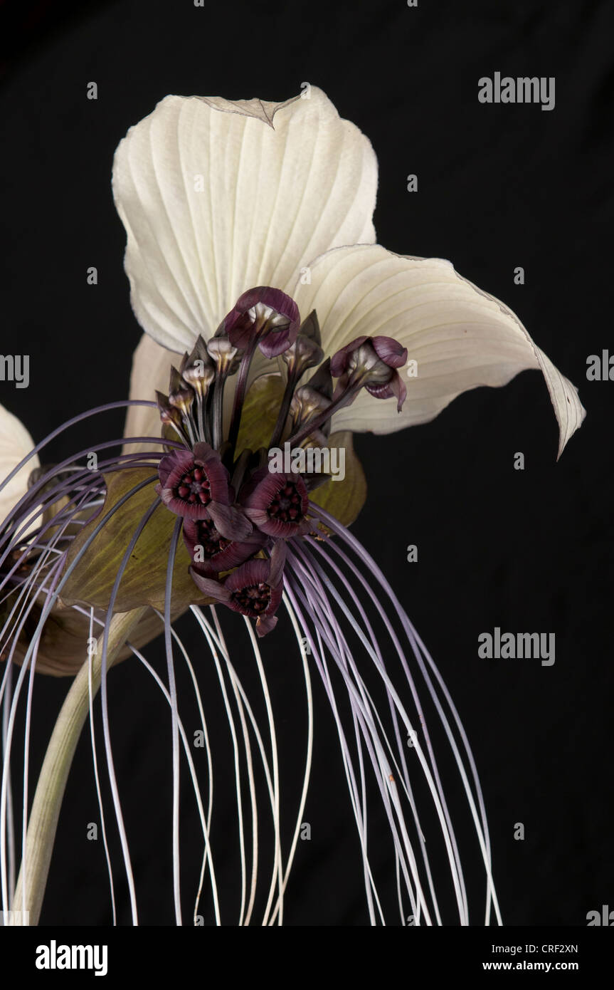 Tacca integrifolia or white bat flower on black background.  Also knowns as cats whiskers. Stock Photo