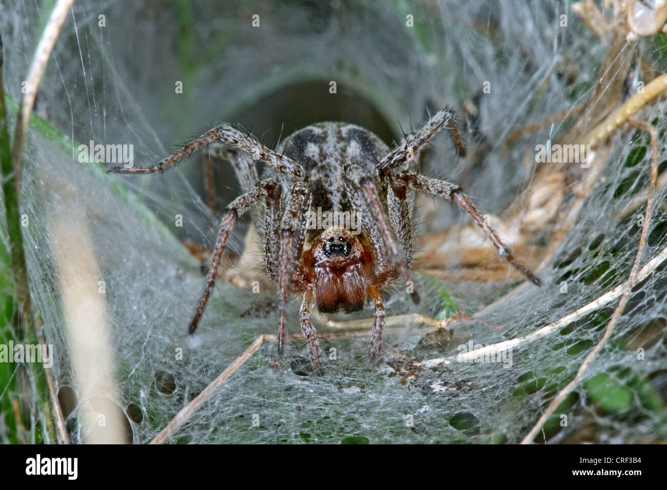 grass funnel-weaver, maze spider (Agelena labyrinthica), sitting in its net Stock Photo