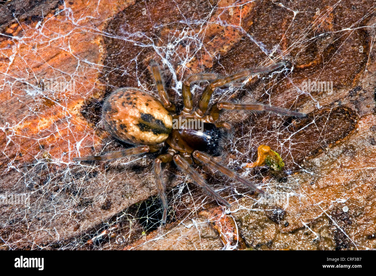 white-eyed spider (Amaurobiidae), from above Stock Photo - Alamy