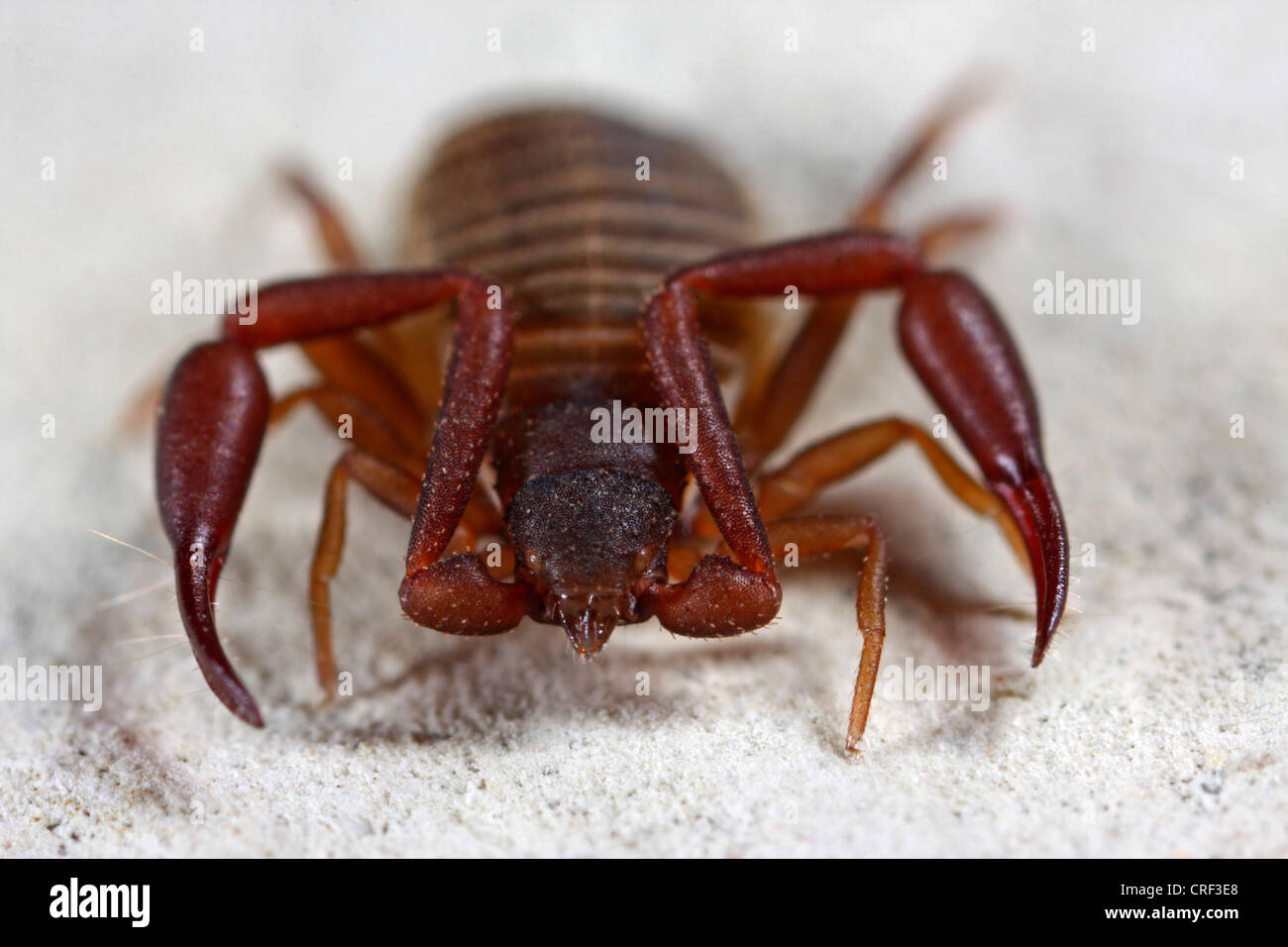 house pseudoscorpion (Chelifer cancroides), on page Stock Photo