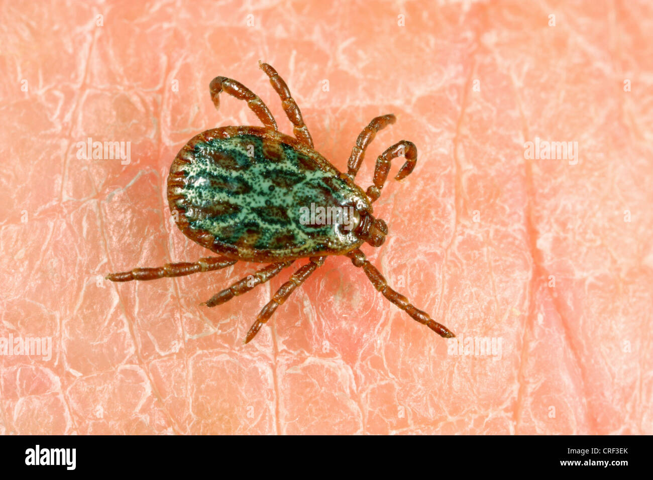 European sheep ticks hires stock photography and images Alamy