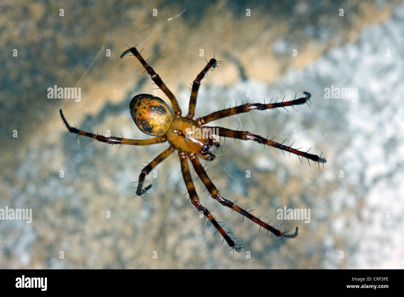 cave orbweaver (Meta menardi), view from above Stock Photo