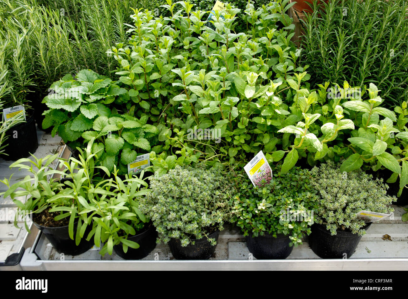 herbs in a plant nursery Stock Photo Alamy